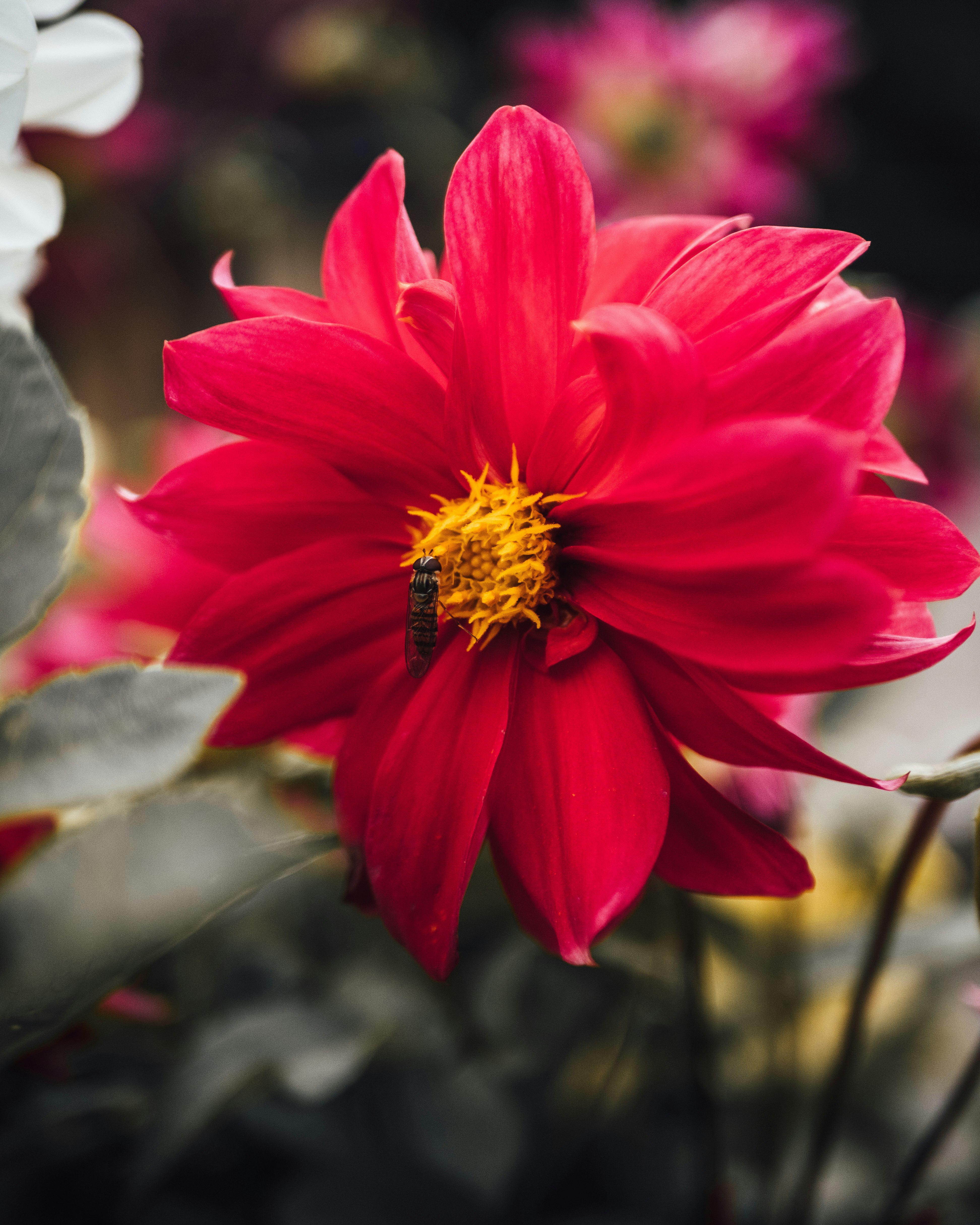 red flower in tilt shift lens